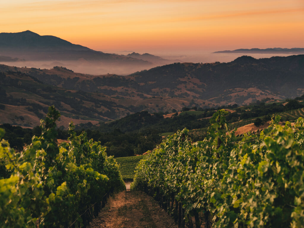 Regal Wine Company
